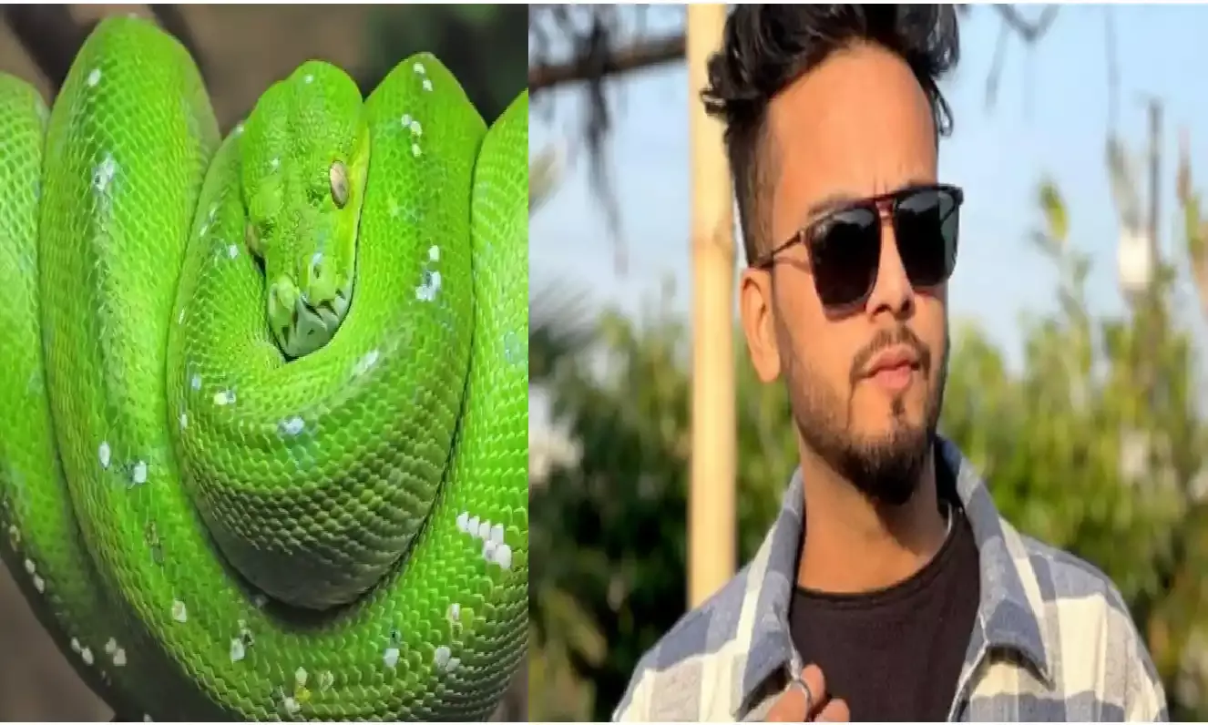 Elvish Yadav: ये हैं, दुनिया का सबसे महंगा सांप, स्नैक बाइट में होता हैं, इसका प्रयोग Elvish Yadav: ये हैं, दुनिया का सबसे महंगा सांप, स्नैक बाइट में होता हैं, इसका प्रयोग