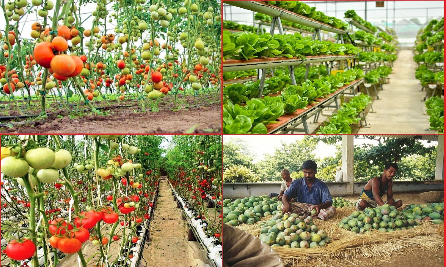 बागवानी को किसानों की आय बड़ा स्रोत बनाएगी योगी सरकार Yogi Government New Plan बागवानी को किसानों की आय बड़ा स्रोत बनाएगी योगी सरकार Yogi Government New Plan